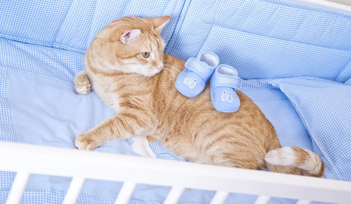 Toxoplasmosis: mitos y realidades en el embarazo