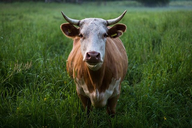Anticuerpos de vaca, ¿la cura para el VIH?