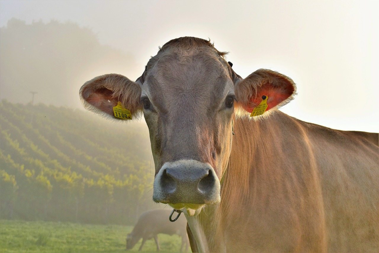 Anticuerpos de vaca, ¿la cura para el VIH?