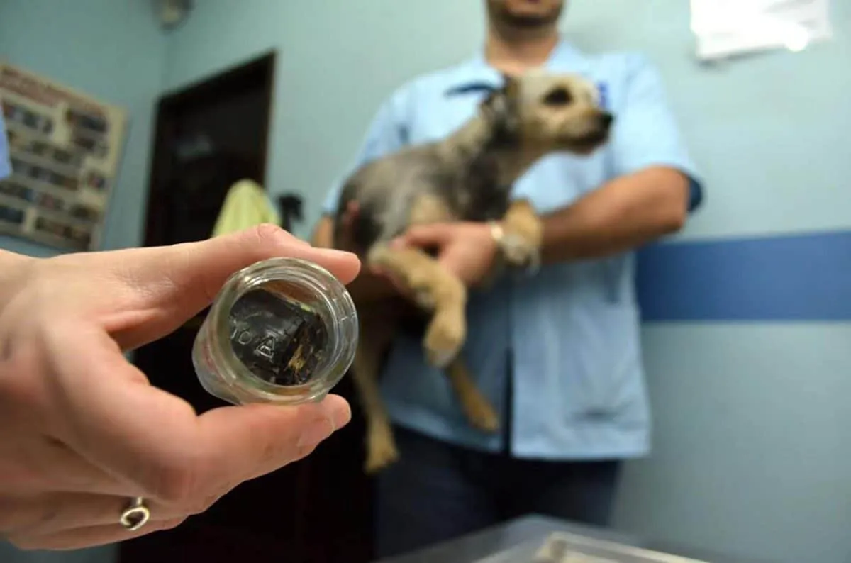 Evita que tu mascota te contagi