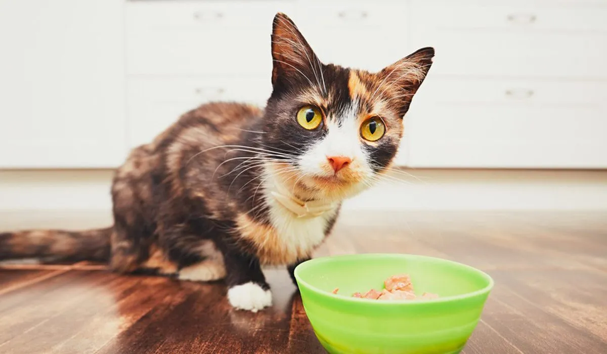 ¿Apapachas a tu gato con alimento casero?