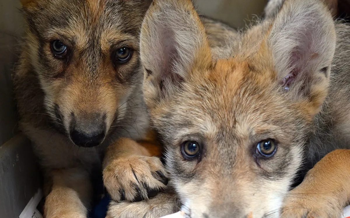 ¿Renace el lobo mexicano? Nacen 7 crías en CDMX