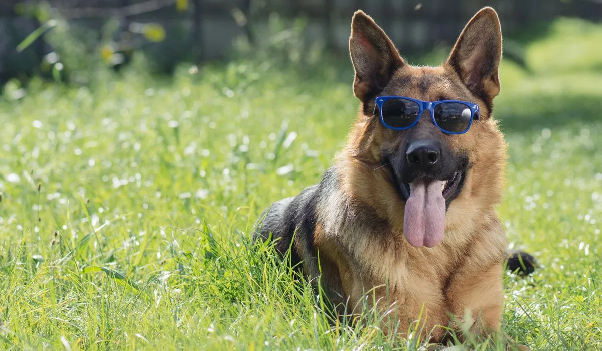 Mitos y realidades sobre la esterilización de mascotas