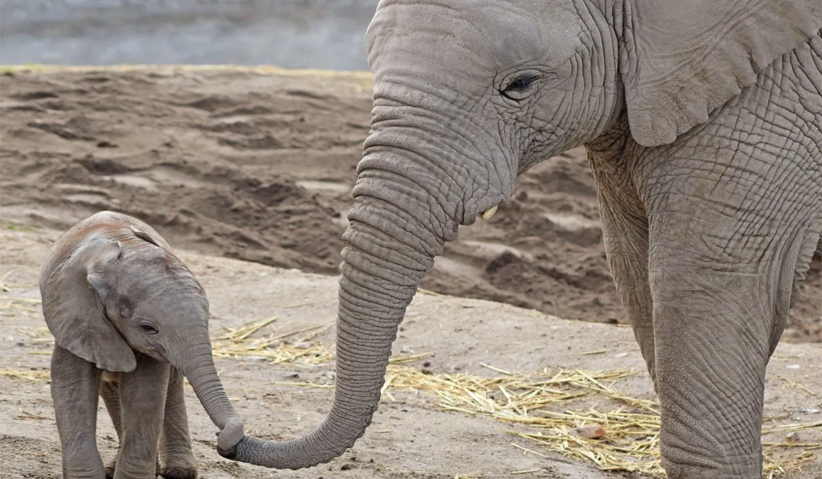 Nació un elefante africano en Africam Safari