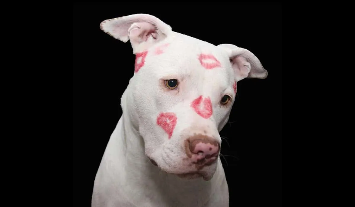 No todo es culpa de los Pitbull