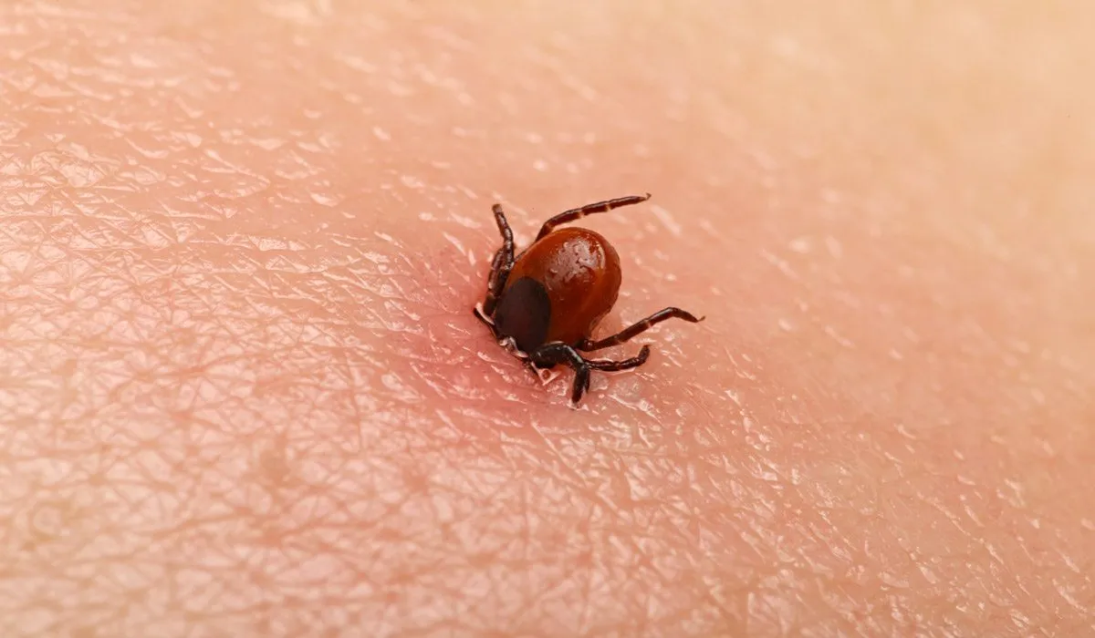 Esto pasa en tu cuerpo cuando un insecto te pica