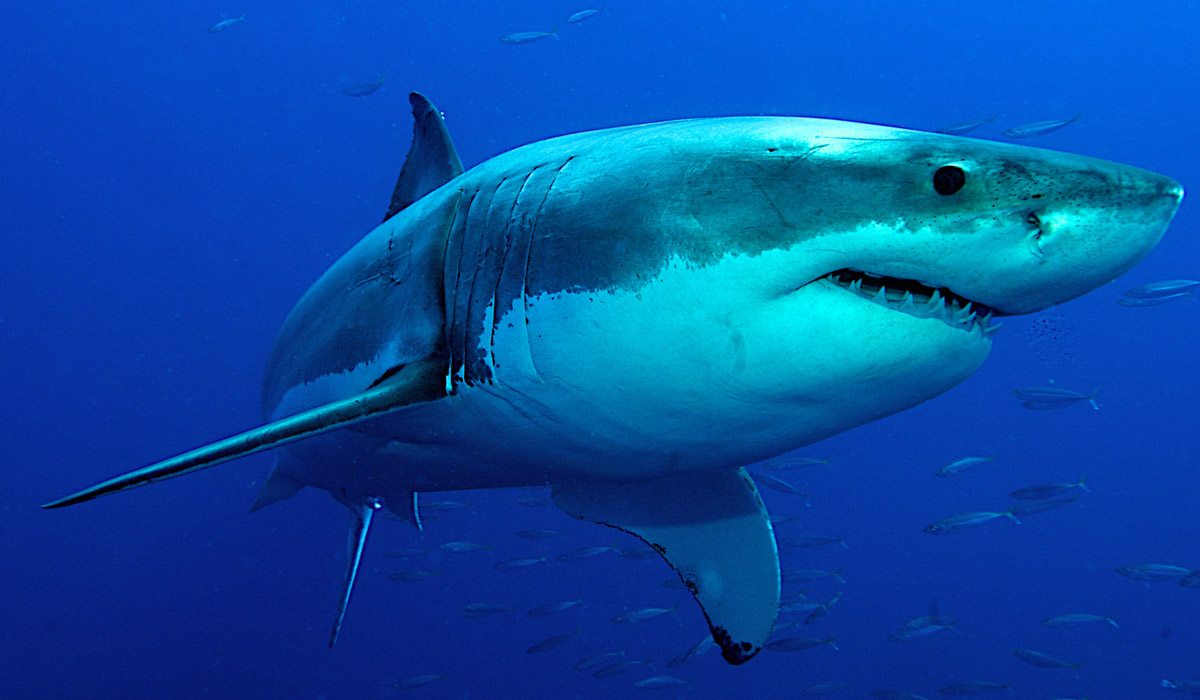 Isla Guadalupe, el santuario del tiburón blanco
