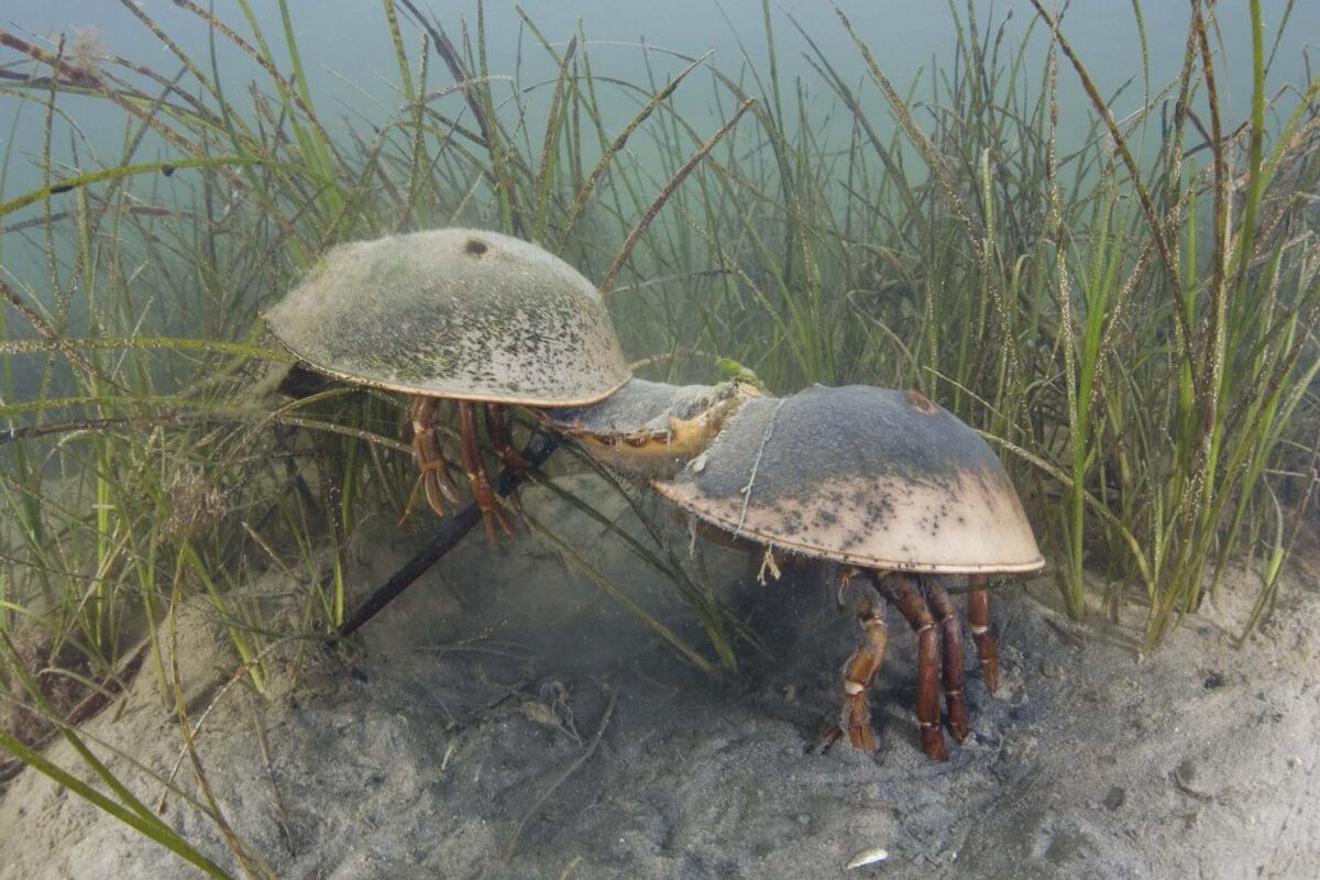 5 misterios del mundo animal