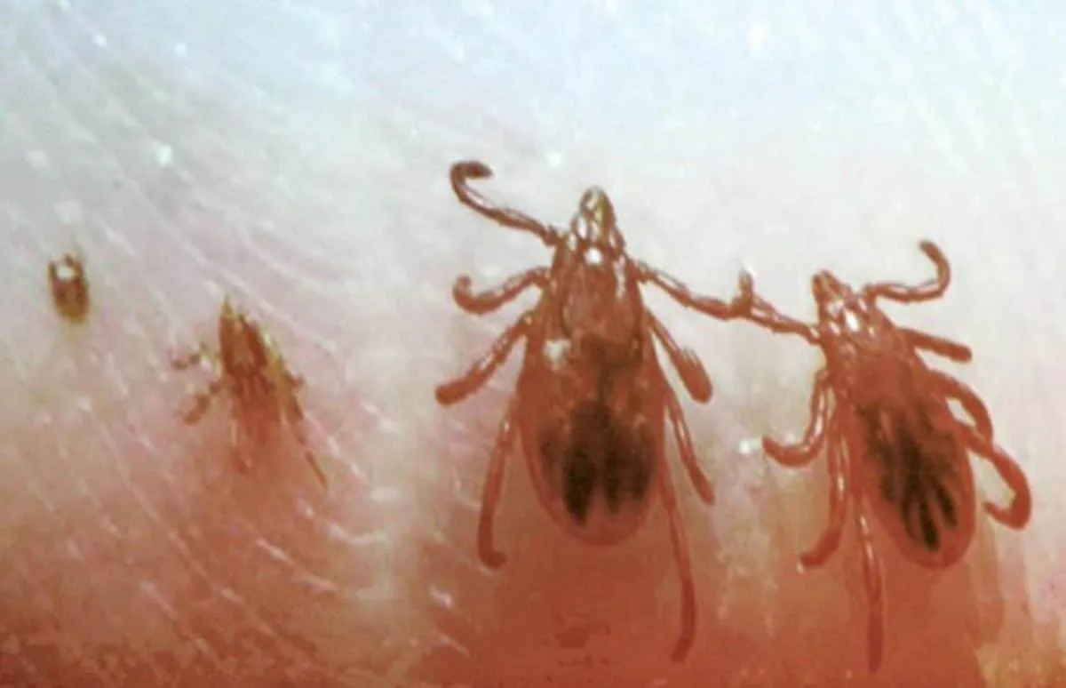 de Lyme a la Rickettsia