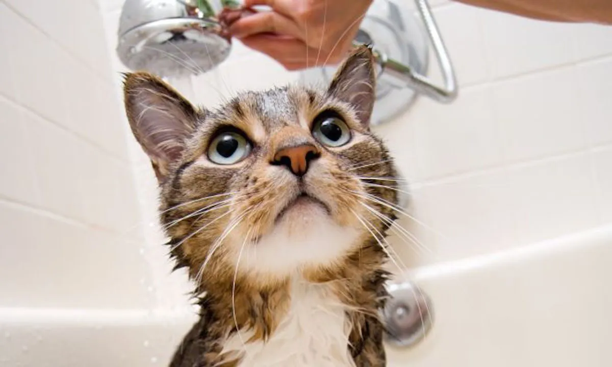 Al agua: tips para bañar a tu gato por primera vez
