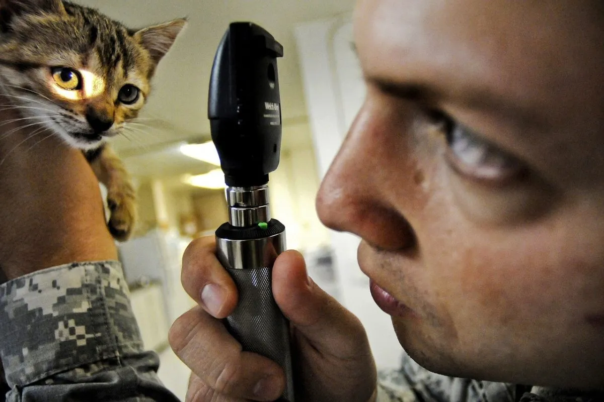 Veterinario