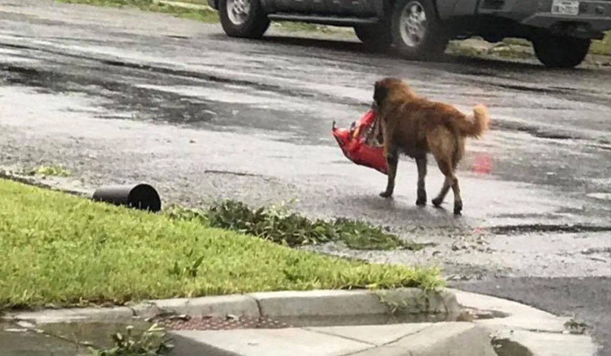 Otis, el perro que escapó del huracán Harvey