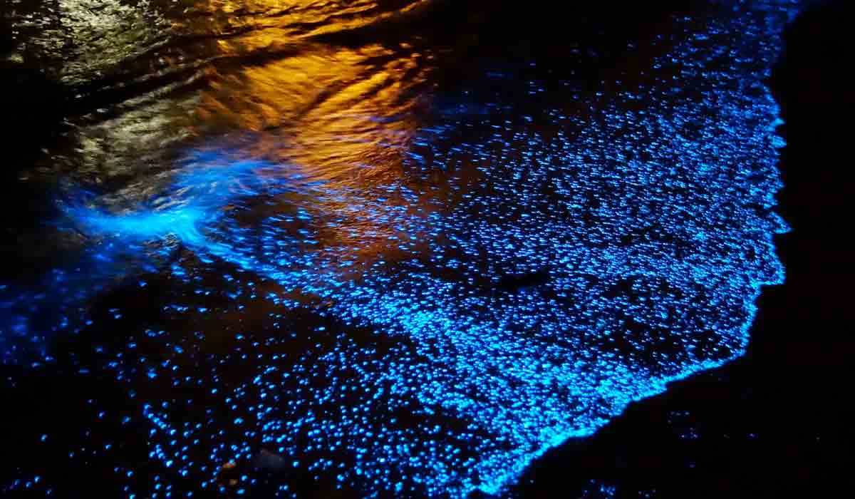 Aguas bioluminiscentes: playas con toque mágico