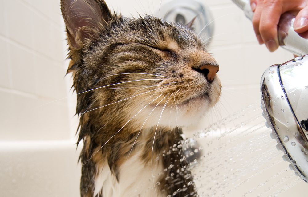 Tips para bañar tu gato por primera vez