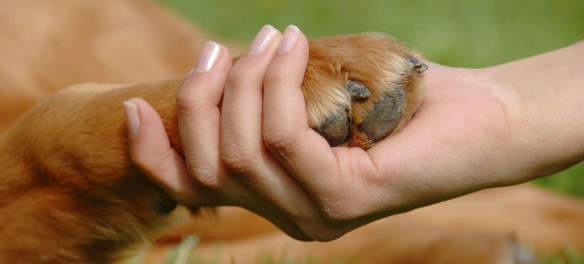 adopción canina