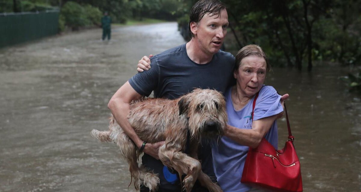 Ante las constantes lluvias en prácticamente todo el país, te decimos cómo actuar con tu mascota en este tipo de fenómenos.