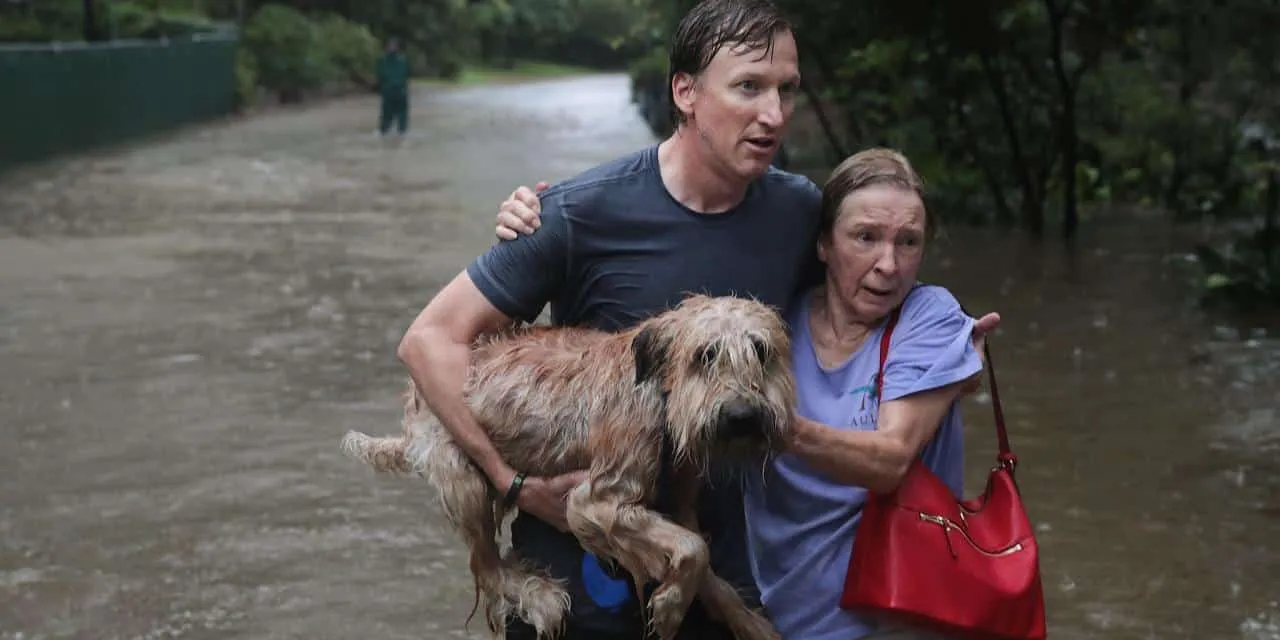 Ante las constantes lluvias en prácticamente todo el país, te decimos cómo actuar con tu mascota en este tipo de fenómenos.