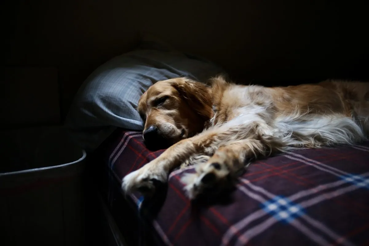 Dormir con tu mascota