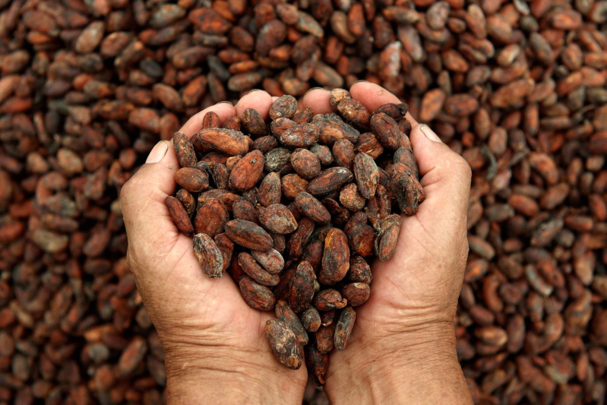 El legado del cacao: regalo de un dios para México
