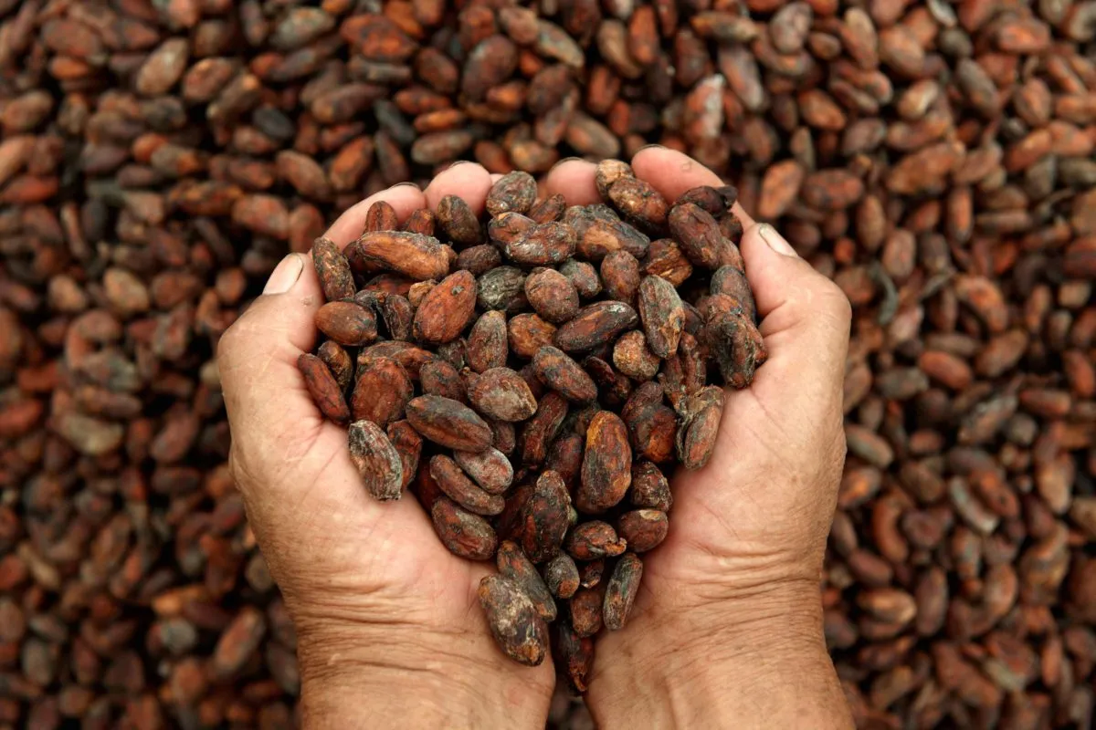 El legado del cacao