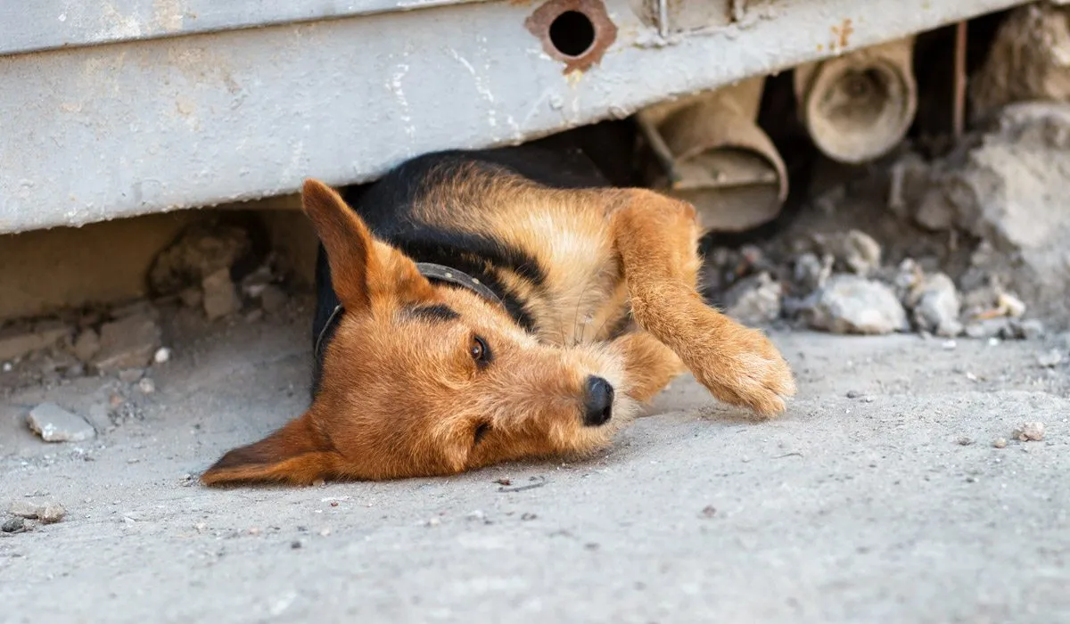Tú puedes ayudar a salvar la vida de tu perro ante un sismo