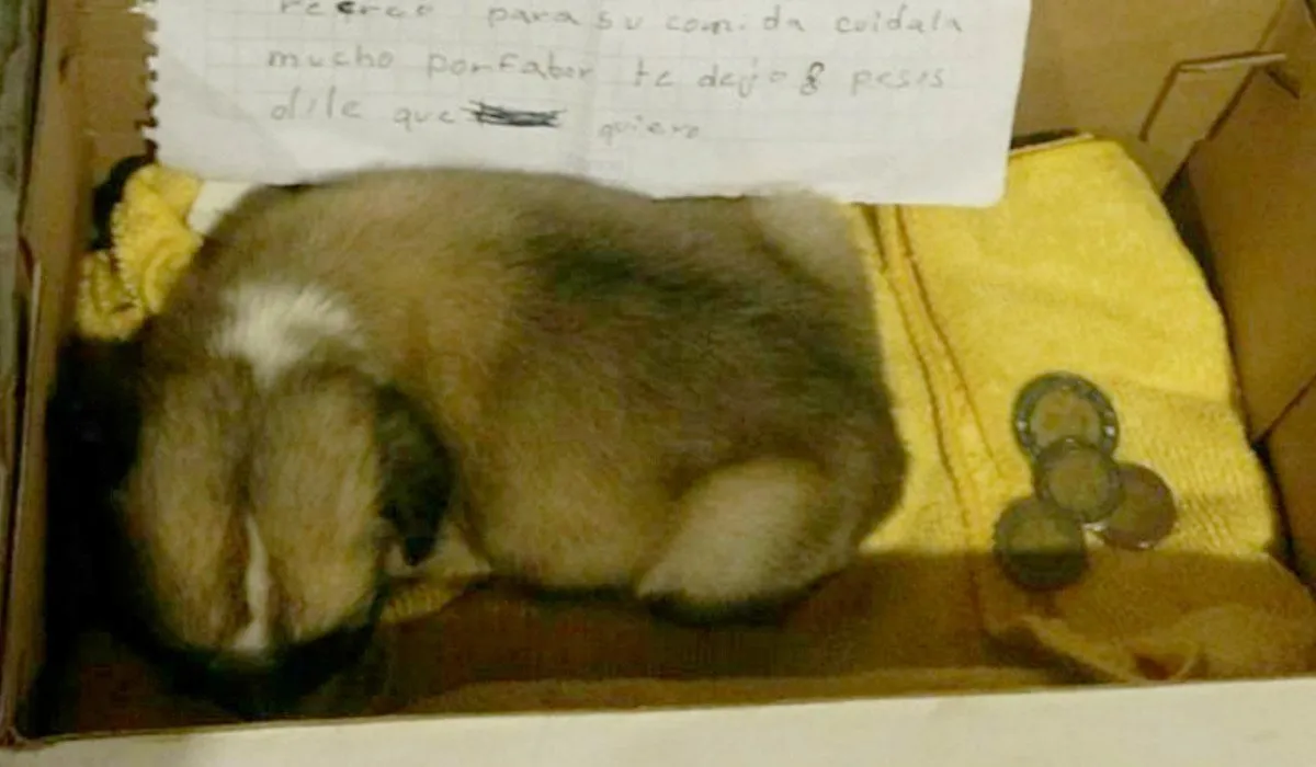 Niña es obligada a abandonar a Cristalita