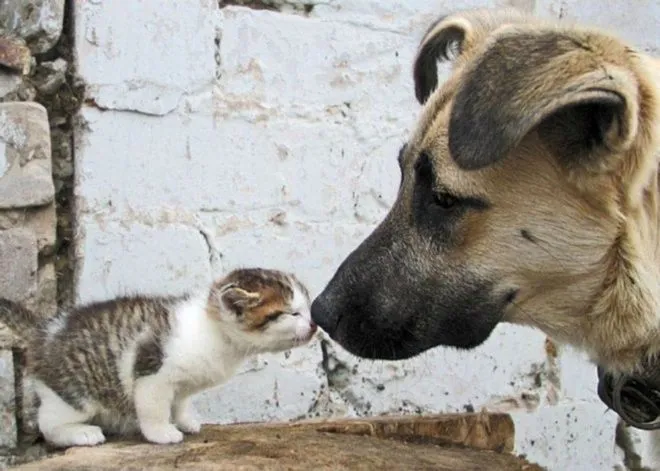 Apoyo a los animales de compañía tras #Sismo