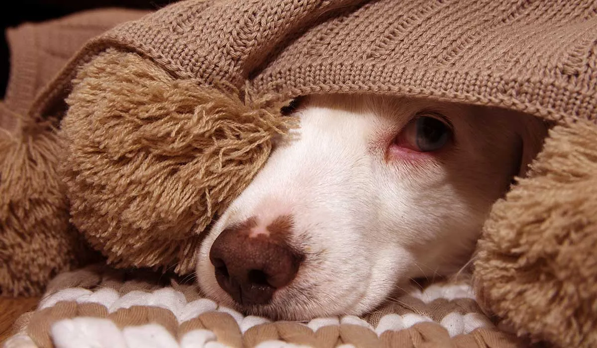 si tu perro le teme a los cuetes, puedes hacer esto