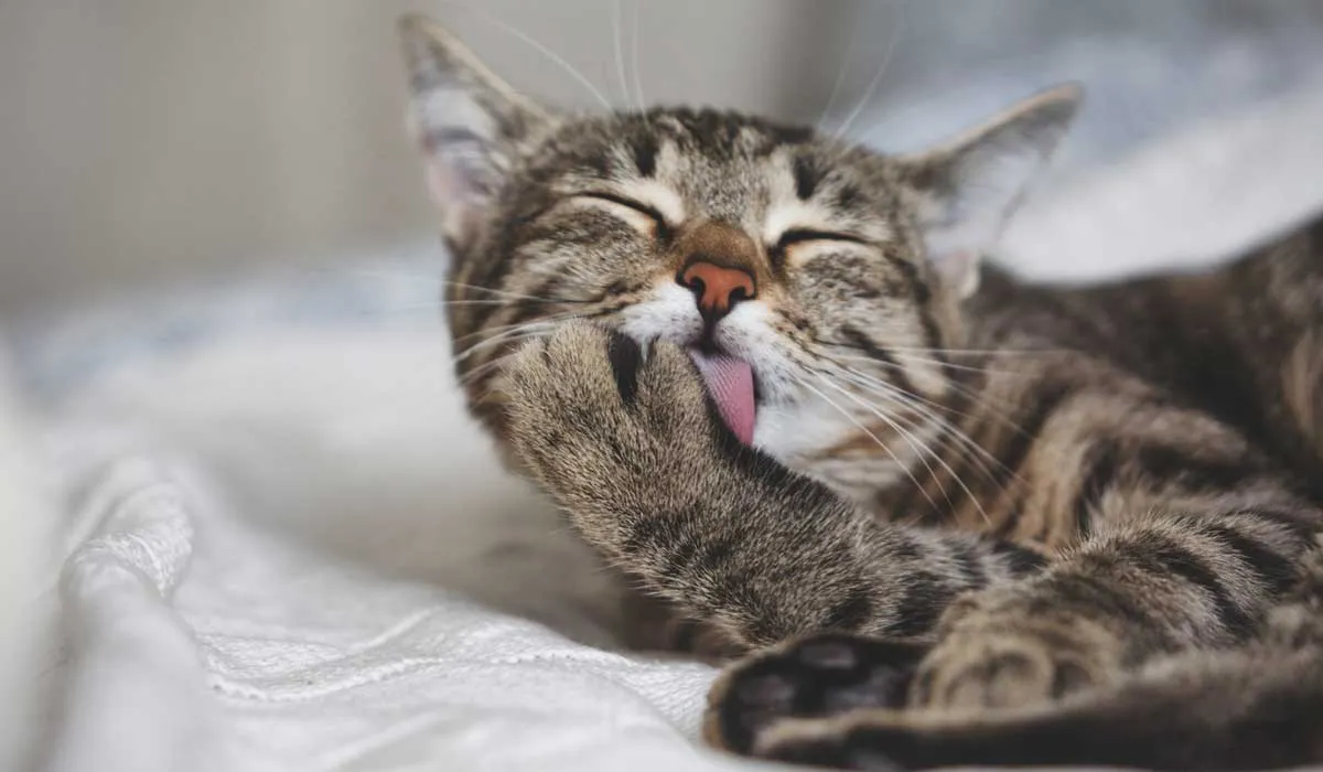 por qué los gatos se lamen