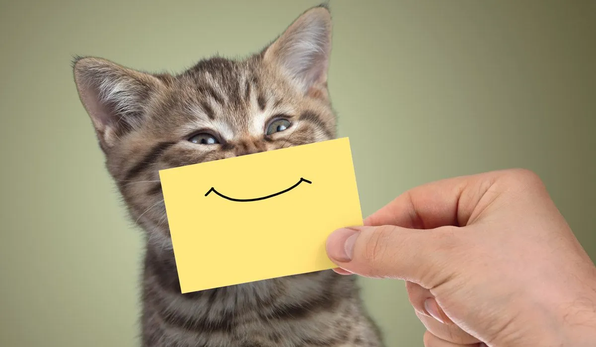 Los 3 primeros meses de tu gato forman su carácter