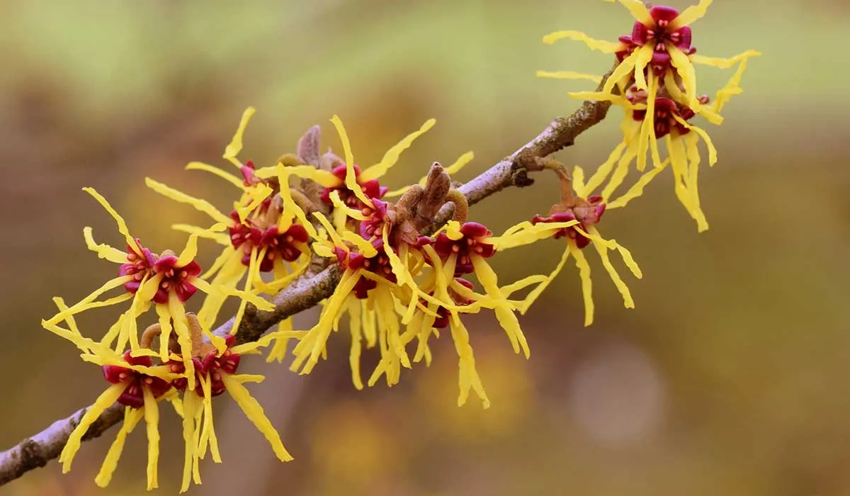 aprovecha todos los beneficios que el hamamelis tiene para tu piel