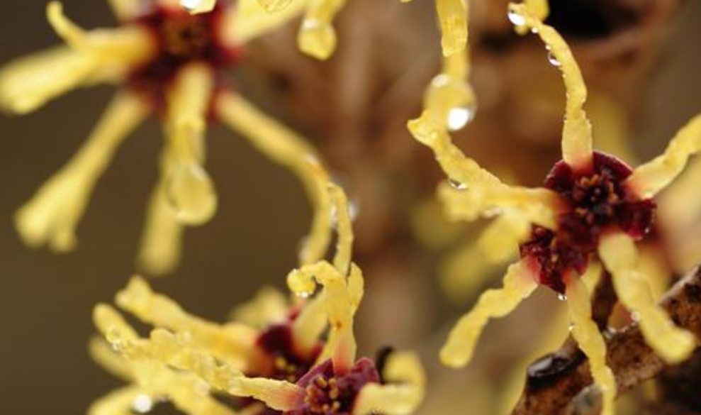 hamamelis