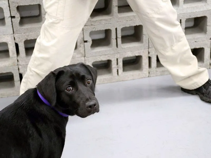 La CIA despide a un perro por no buscar explosivos