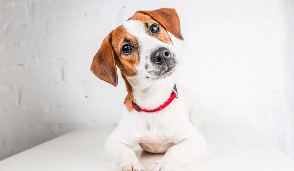 Tu perro conoce bien estas 13 cosas de ti