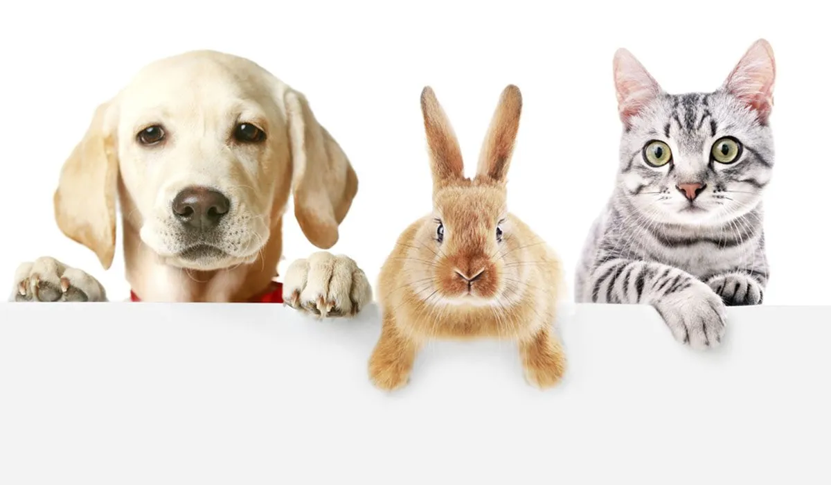 hábitos de tu mascota