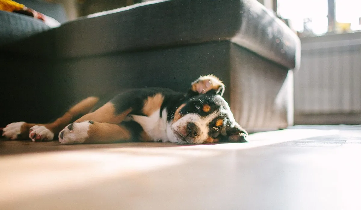 qué hacer con una mascota con ansiedad