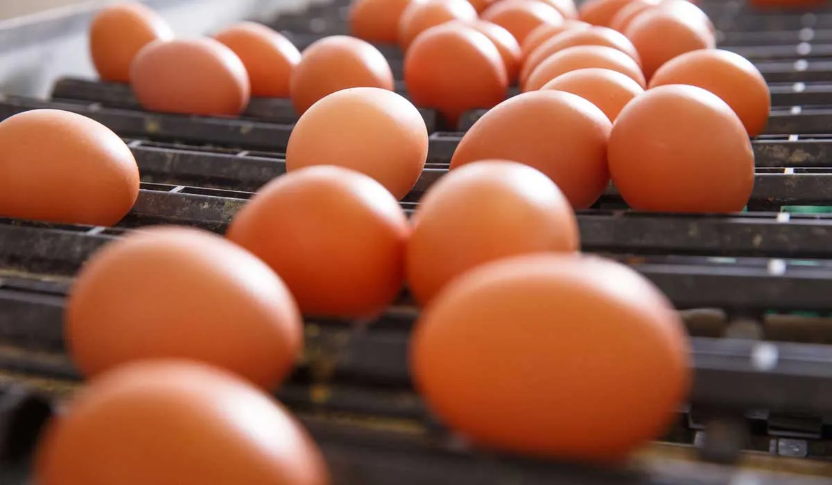 mantén en buen estado los huevos en época de calor