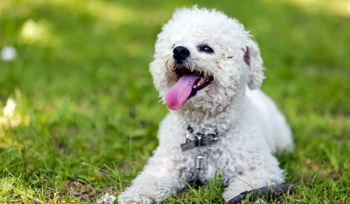 Se logró el primer marcapasos para perro en México