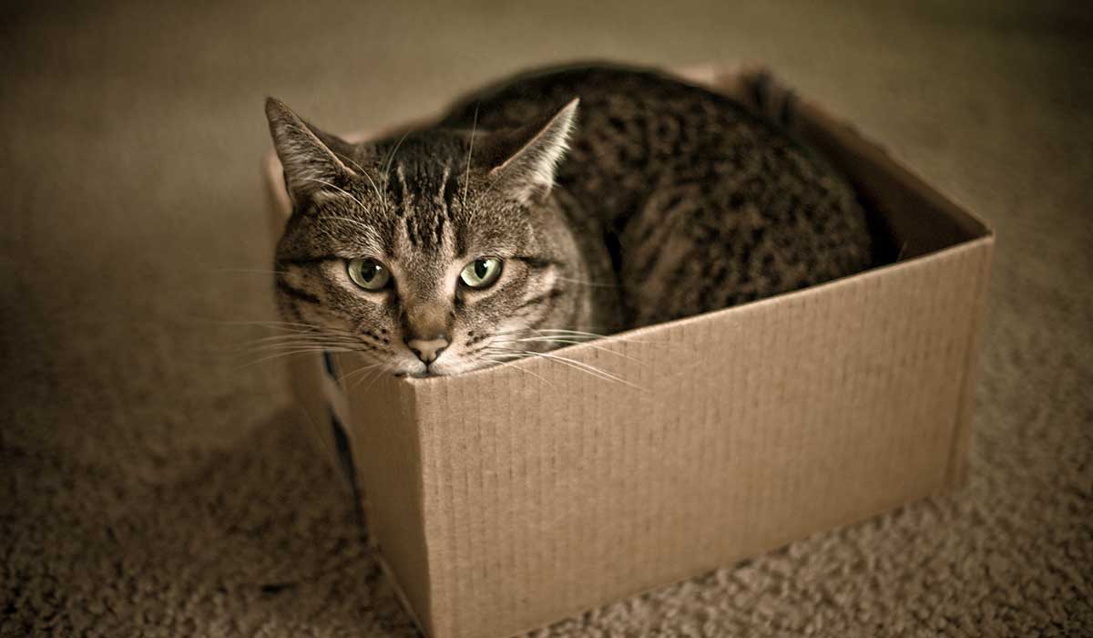 por esto los gatos aman las cajas