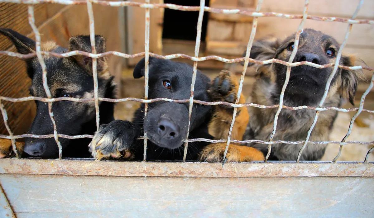 cómo cambia el comportamiento de un animal adoptado