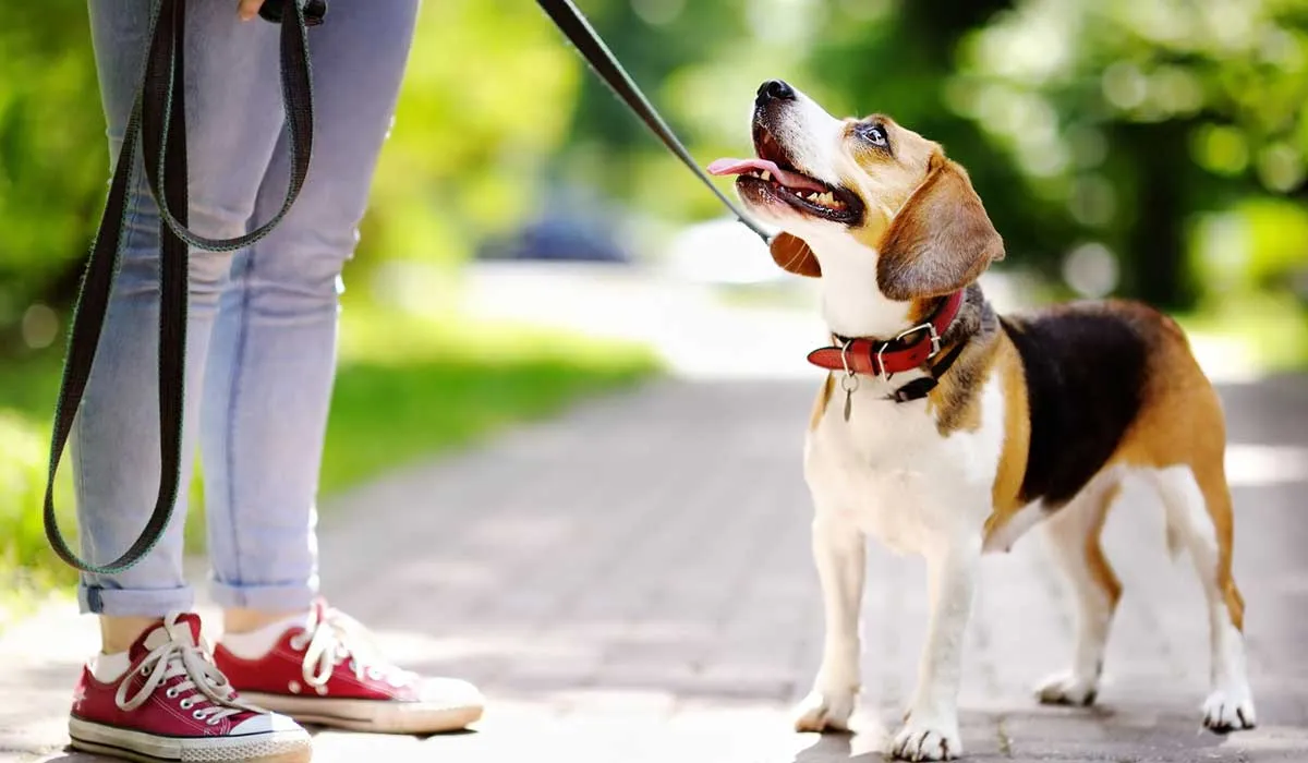 Lo que sientes tú, lo puede sentir también tu perro