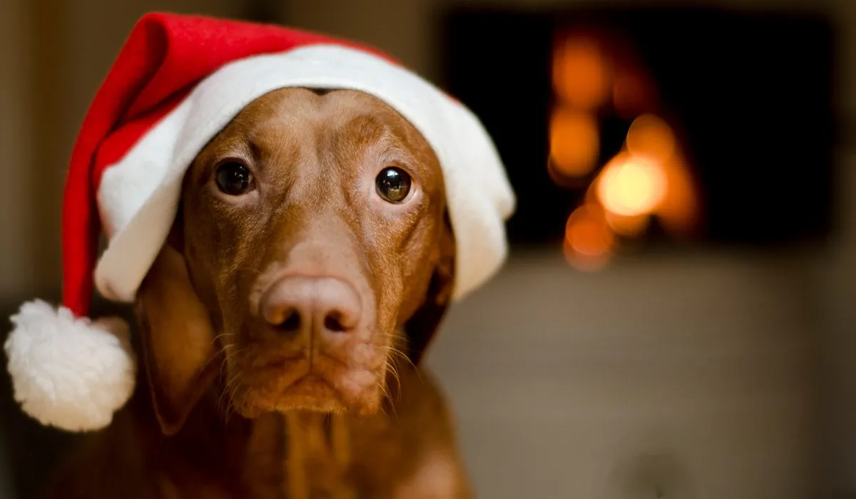 navidad