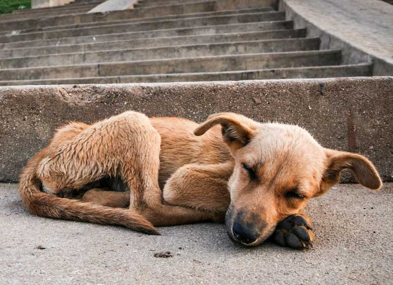 Ubican a México en primer lugar en América Latina por tener más perros callejeros