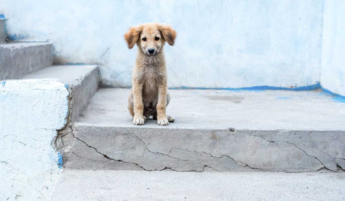 Resultado de imagen para perro callejero