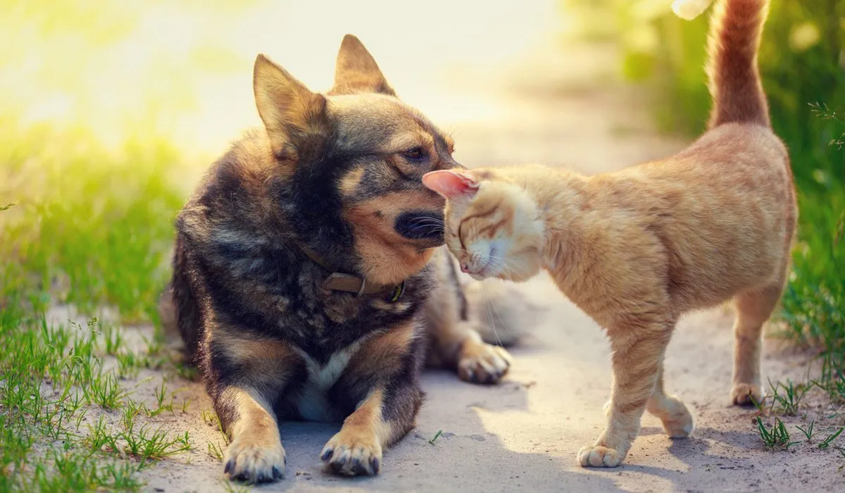 ¿Por qué los perros y los gatos mueven la cola?