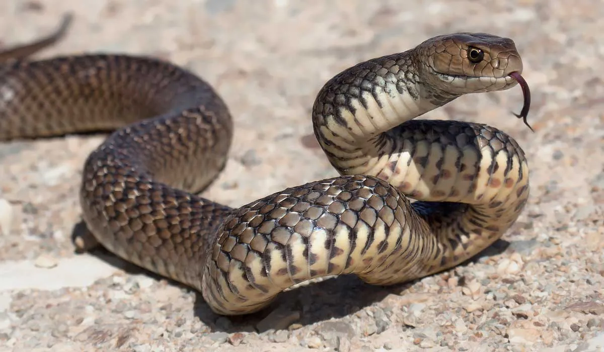 Con una serpiente todo puede pasar...
