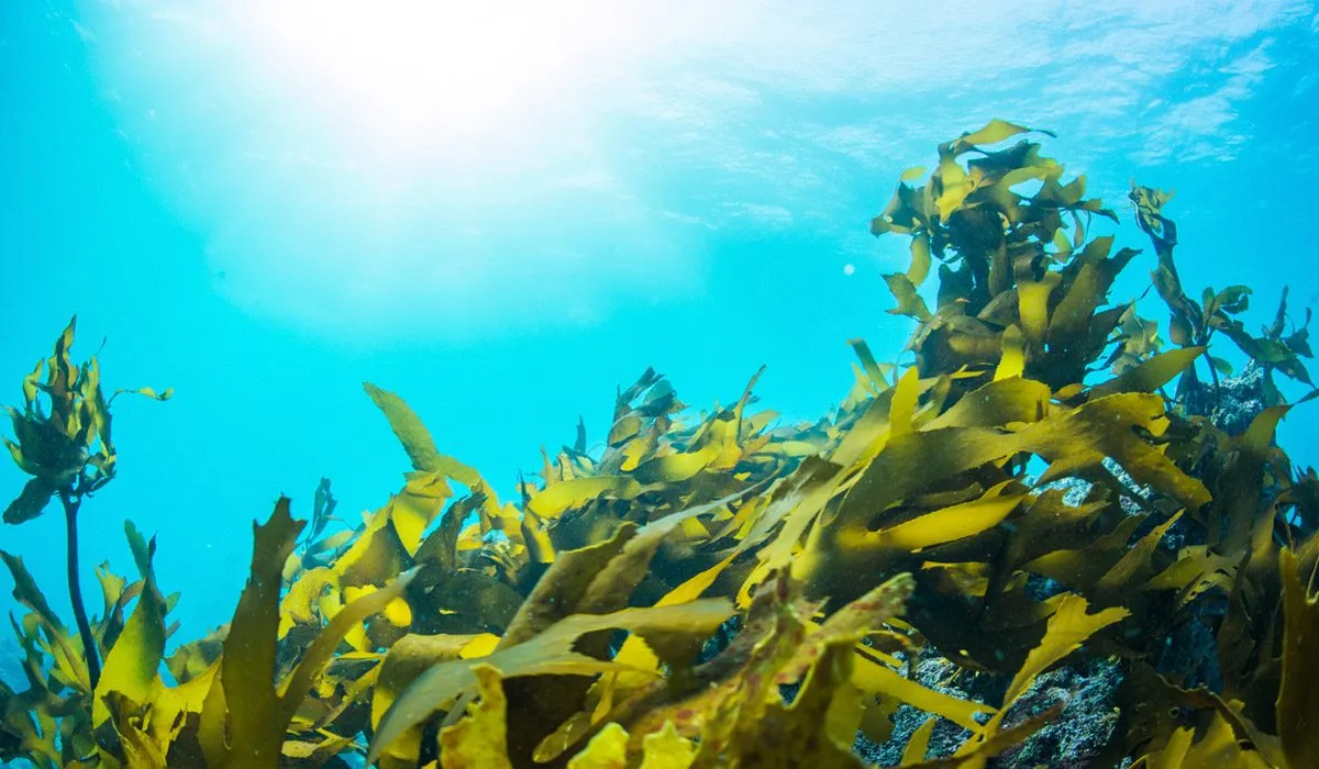 El mar, un proveedor de remedios naturales
