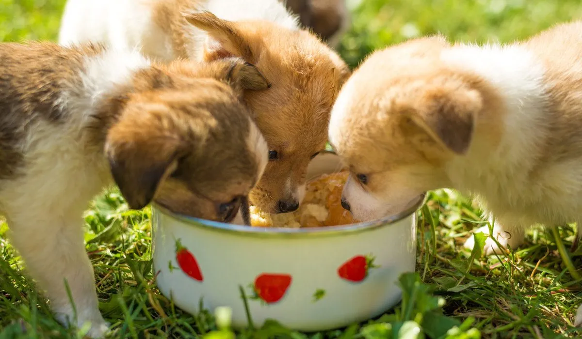 Tus cachorros crecerán más sanos con este alimento