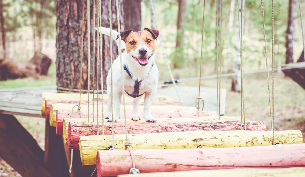 ¿Cómo y por qué tengo que entrenar a mi perro?