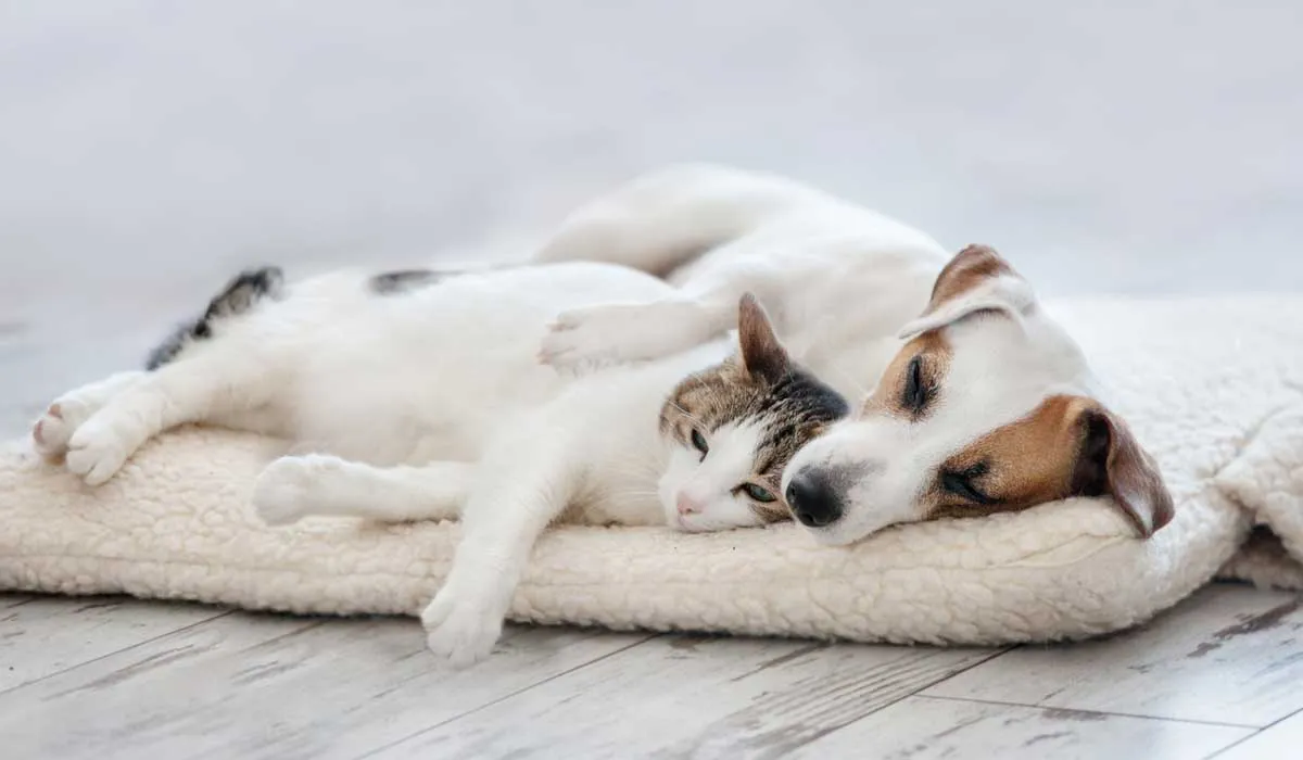 ¿Por qué es importante la esterilización y cómo se hace?